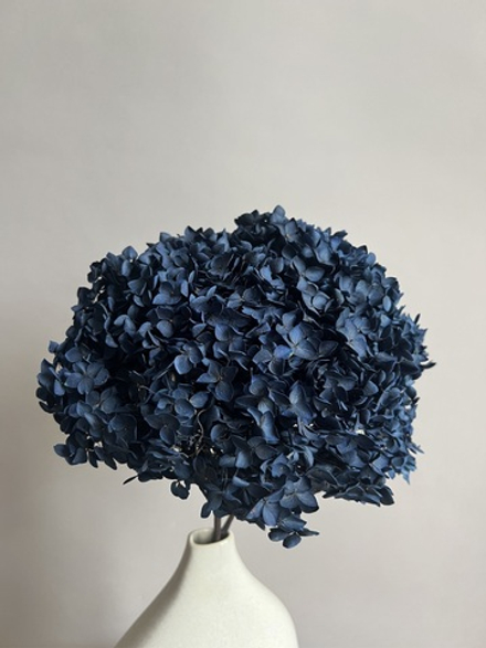 Гортензия стабилизированная темно-синяя