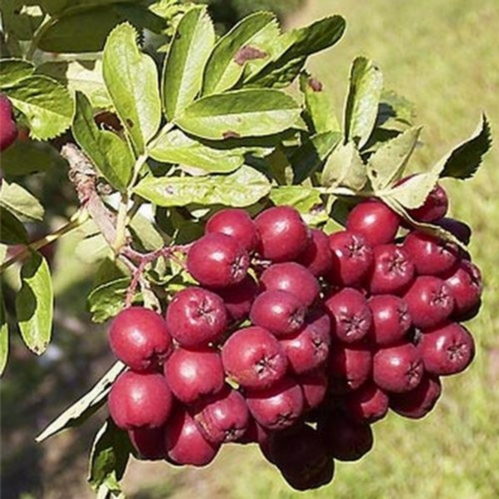 Рябина плодовая Титан (2-летняя) ОКС