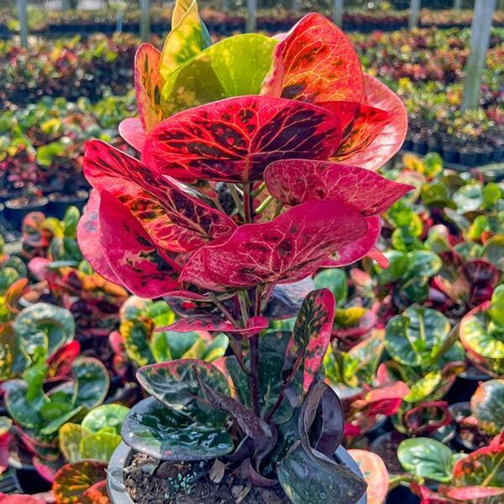 Кротон RUAY SAB