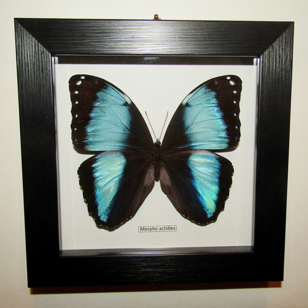 Бабочка Morpho achilles в рамке
