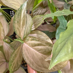 Набор сингониумов 5 шт. случайные сорта