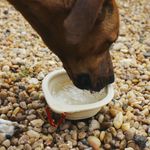 Складная миска GO BOWL BISCOTTI Zee.Dog