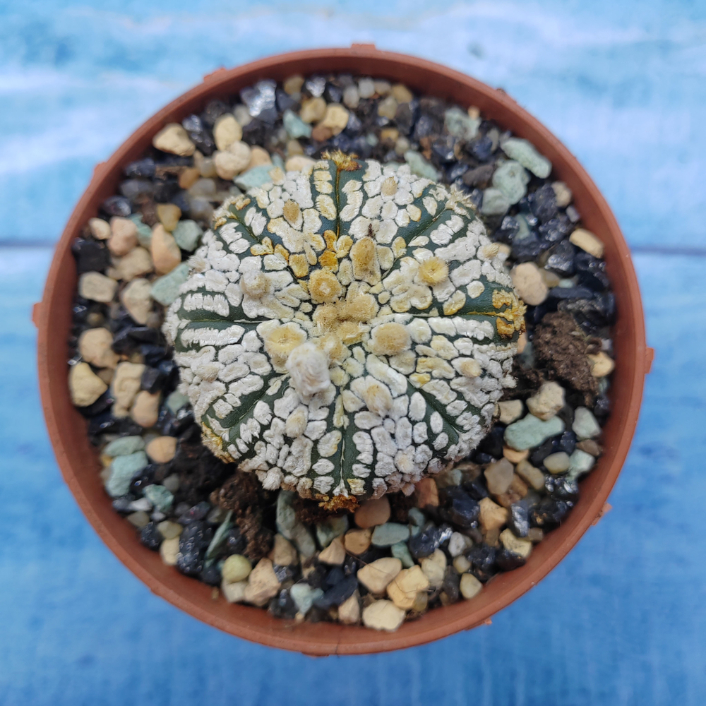 Astrophytum Asterias "Super Kabuto" (Астрофитум)