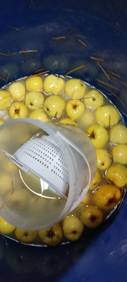 Мочёные яблоки