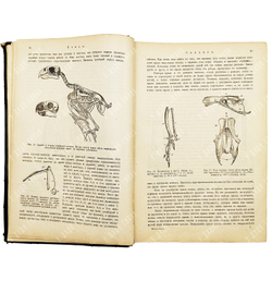 Мензбир М. А. Птицы. - СПб.: Типография Акц. общ. Брокгауз-Ефрон, 1904–1909.
