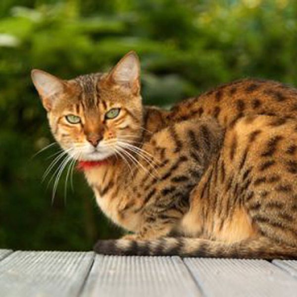 Самые редкие породы кошек