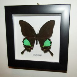 Бабочка Papilio karna в рамке