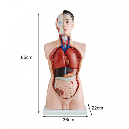 Модель Торс человека разборный (85 см)