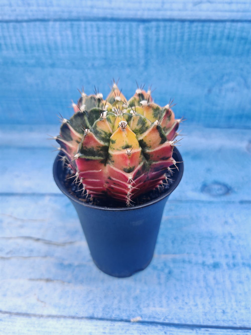 Gymnocalycium Variegata (Гимнокалициум Вариегатный)