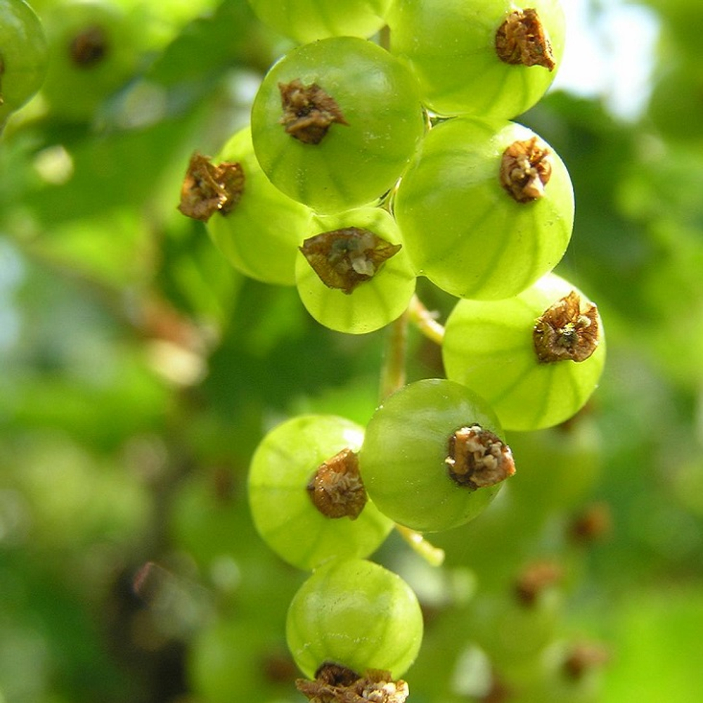 Смородина Изумрудное ожерелье черно-зеленая