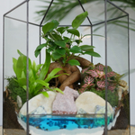 Готовый флорариум бонсай Фикус гинсенг Хижина с озером