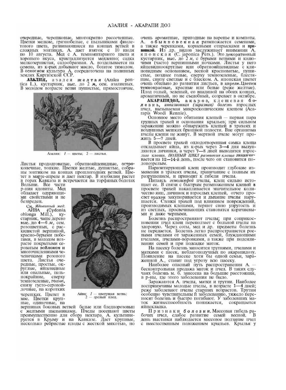 Словарь-справочник пчеловода | Н.Ф. Федосов