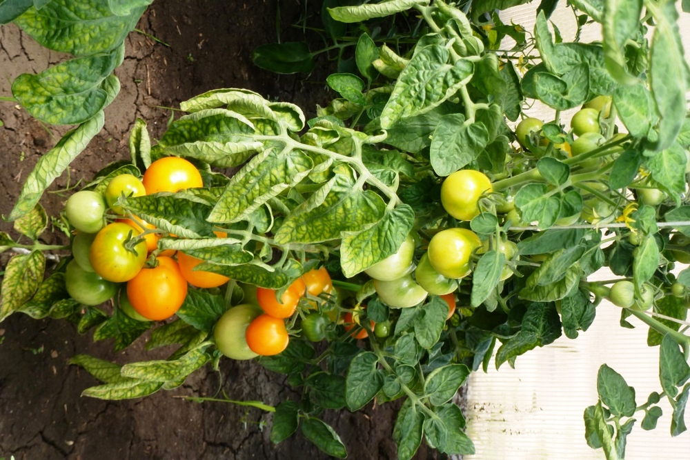 Помидоры — Ola Polka – Оля Полька