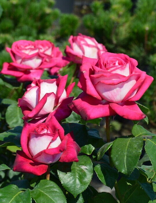 Роза Моника( Белуччи Чайная)