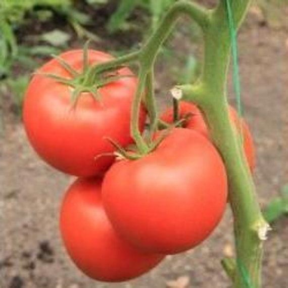 БЕЛФАСТ F1 семена томата Enza Zaden отзывы – фото 2