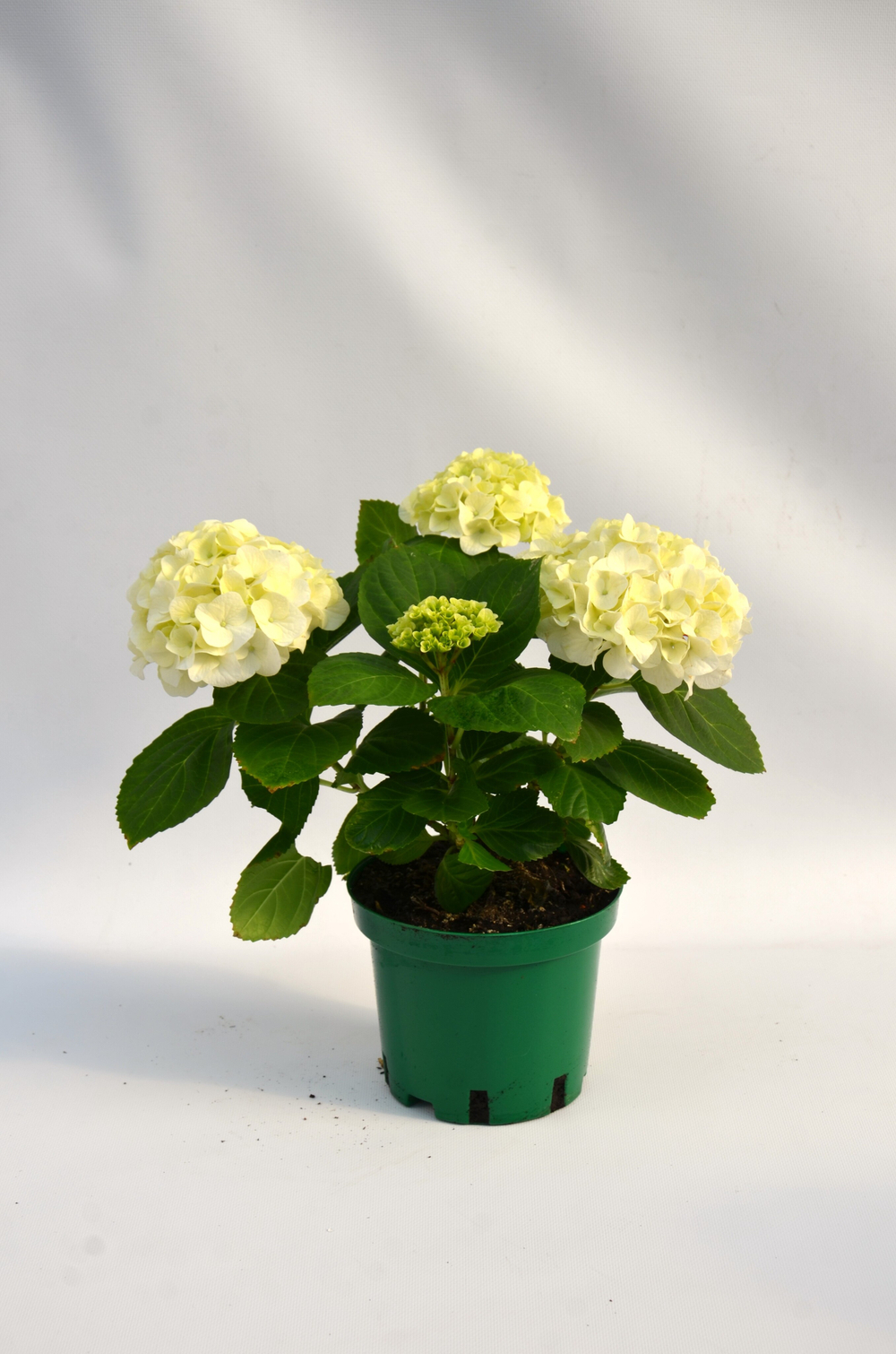 Гортензия Macrophylla White Sun д. 15 СП