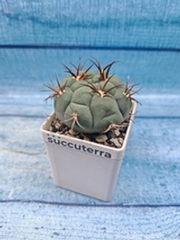 Gymnocalycium Pflanzii (Гимнокалициум)