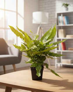 Папоротник Golden Zebra д.11