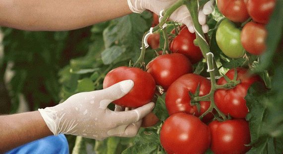 КОРВИНУС F1 семена томата Seminis купить