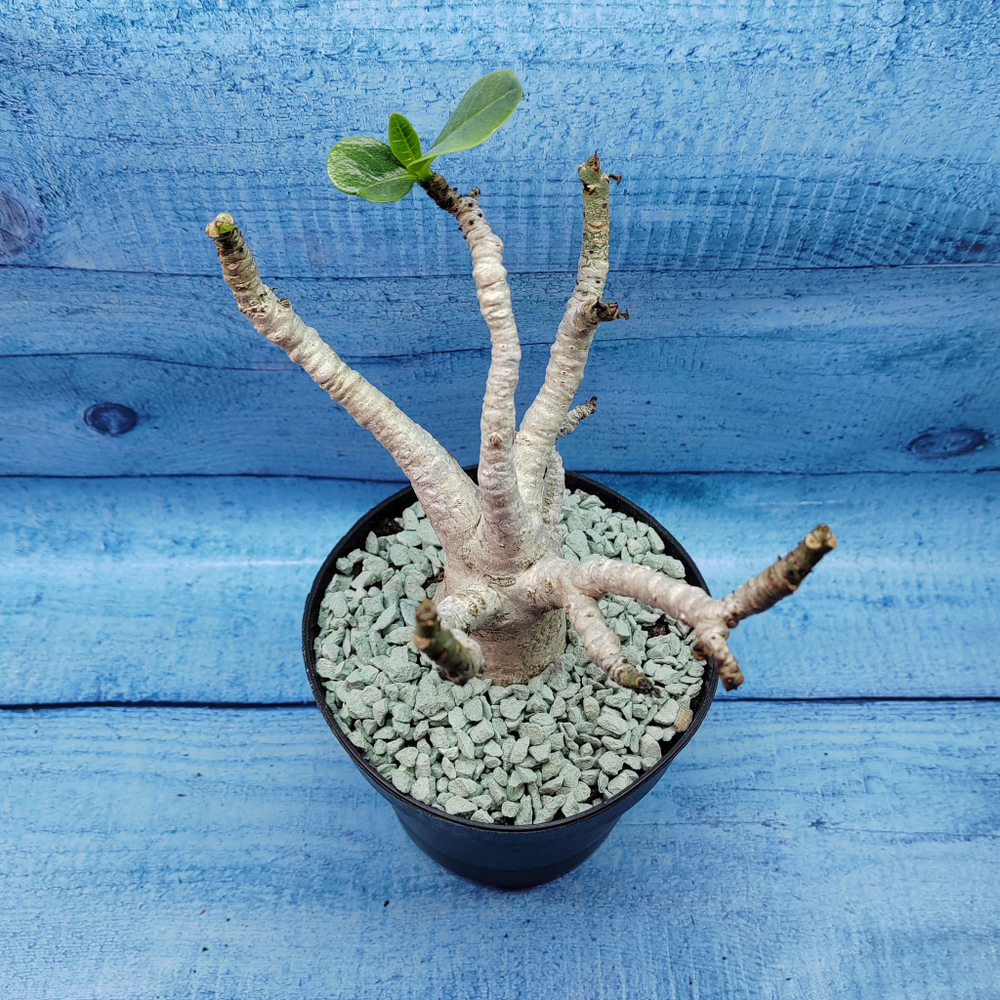 Adenium Baobab (Адениум)