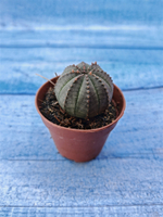 Euphorbia Obesa (Эуфорбия)