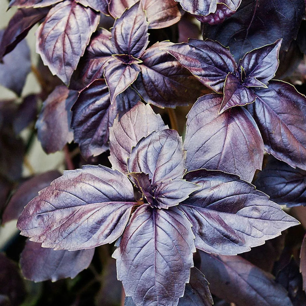 Рози семена базилика (Enza Zaden / Энза Заден)