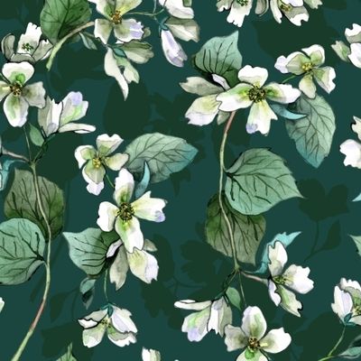 Жасмин белый цветущий на темно-зеленом фоне. Акварельная техника