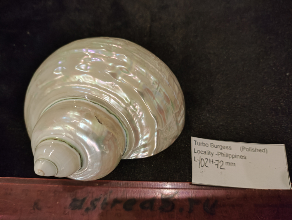 Турбо бургесс полированный