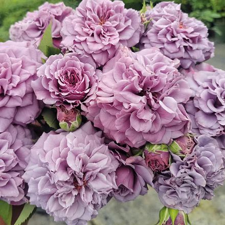 Тамамо (Tamamo)