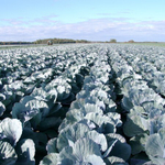 Ресима F1 семена капусты краснокочанной (Rijk Zwaan / Райк Цваан)