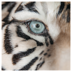 Реплика головы «Бенгальский тигр»