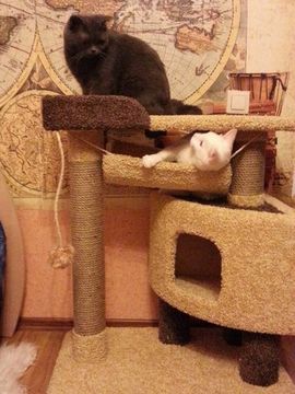 Когтеточка К-126