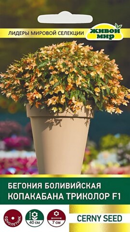 Бeгoния бoливийcкaя "ЖМ. Koпaкaбaнa Tpикoлop F1" 5шт, Чехия.