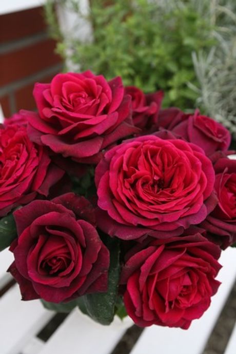 Графиня Диана (Gräfin Diana)