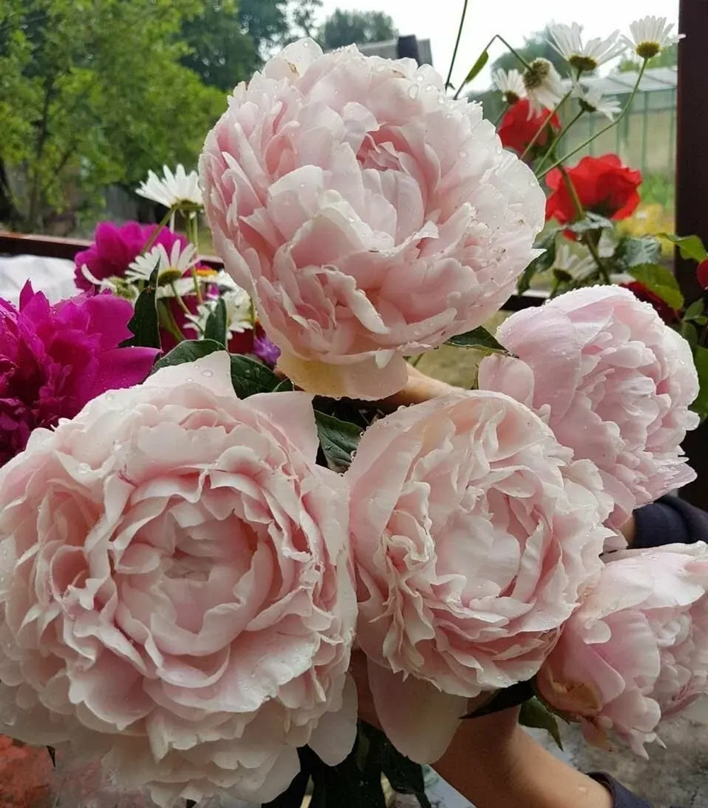 Пион Ник Шейлор 3-5 почек Закупка М81 октябрь 2026