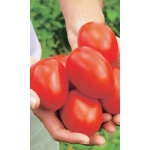Семена Томат Испанский Гигант (УД) Е/П