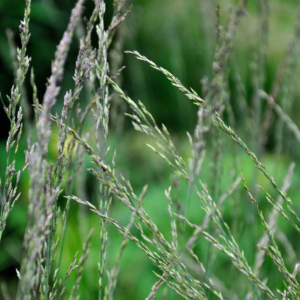 Молиния голубая "Moorflamme". Molinia caerulea "Moorflamme".