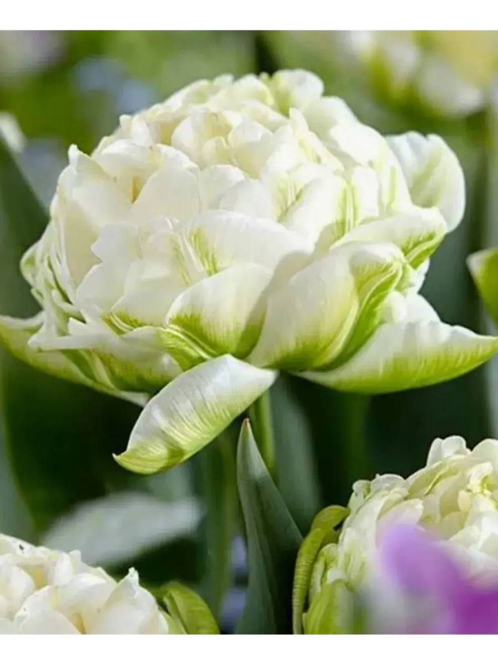 Тюльпаны White Mountain 4 шт, набор луковиц