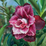 Адениум обесум 337 X98