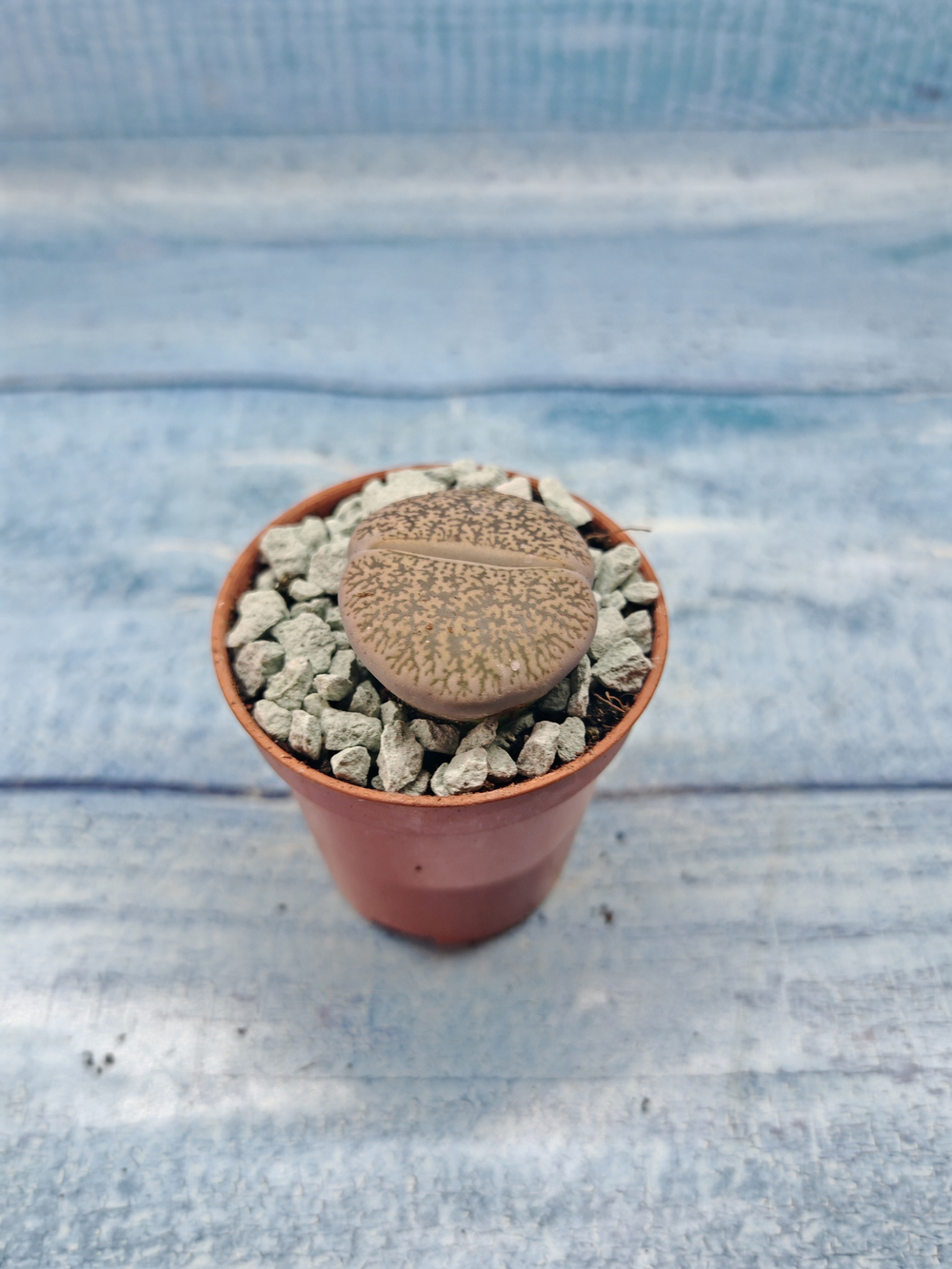 Lithops sp. (Литопсы)