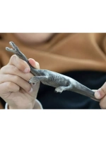 Фигурка Динозавр Нотозавр Schleich 15031