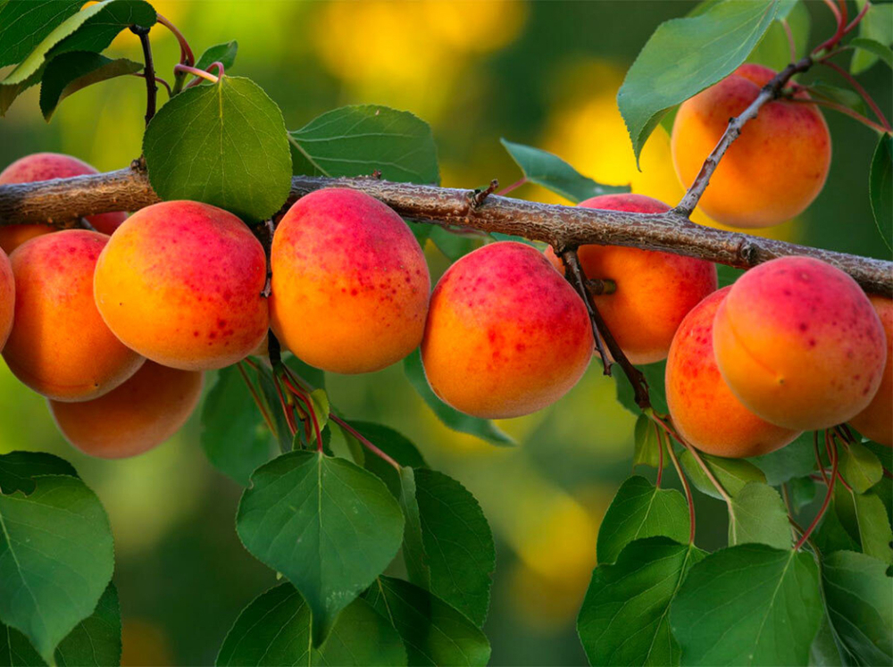 Саженец Абрикоса «Снежинский» (Уральский, Сладкий, С ярким румянцем)