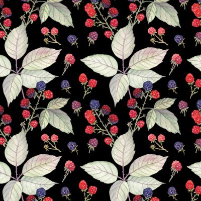 Дикая ежевика на черном. Wild Blackberry on black