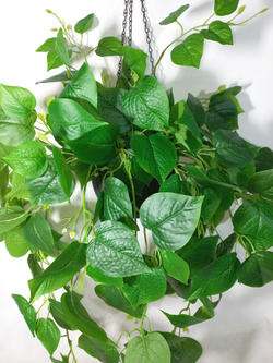 Филодендрон в подвесном кашпо