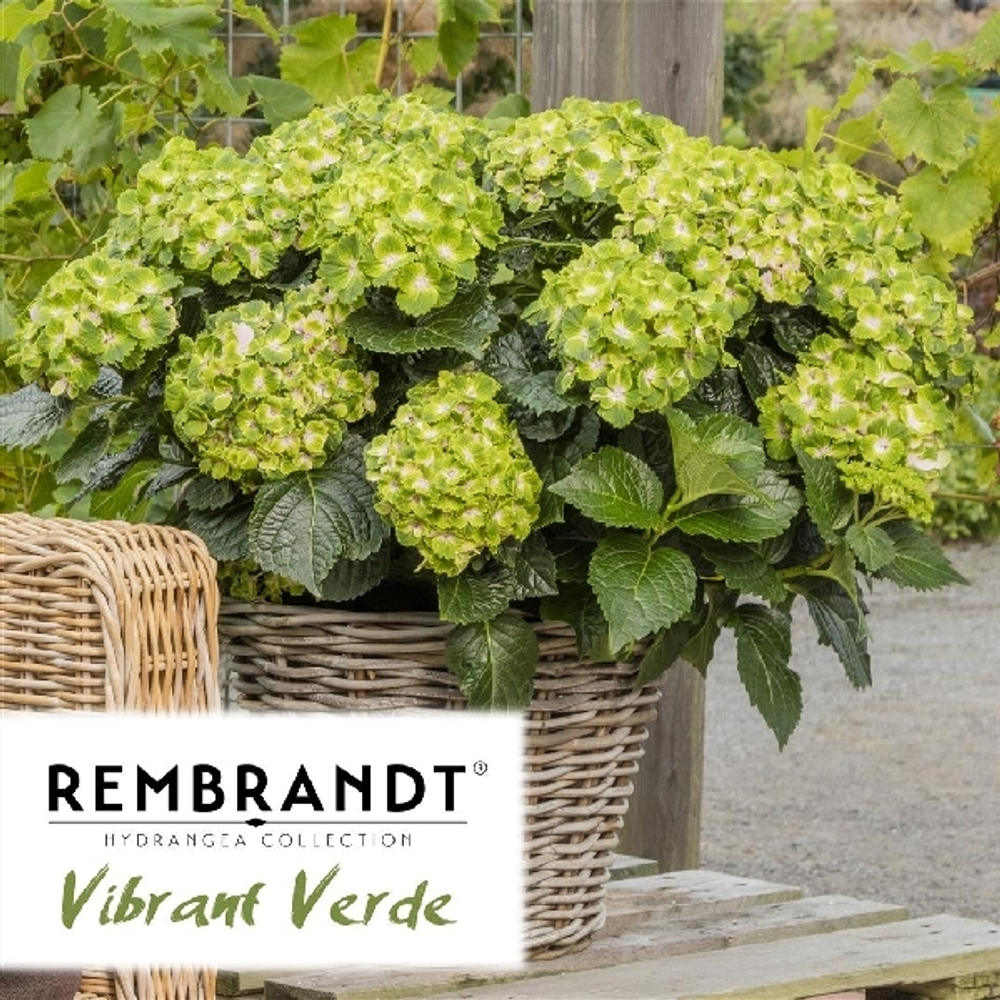 Vibrant Verde/ Вибрант Верде(Стандарт поставки Р9)2025г