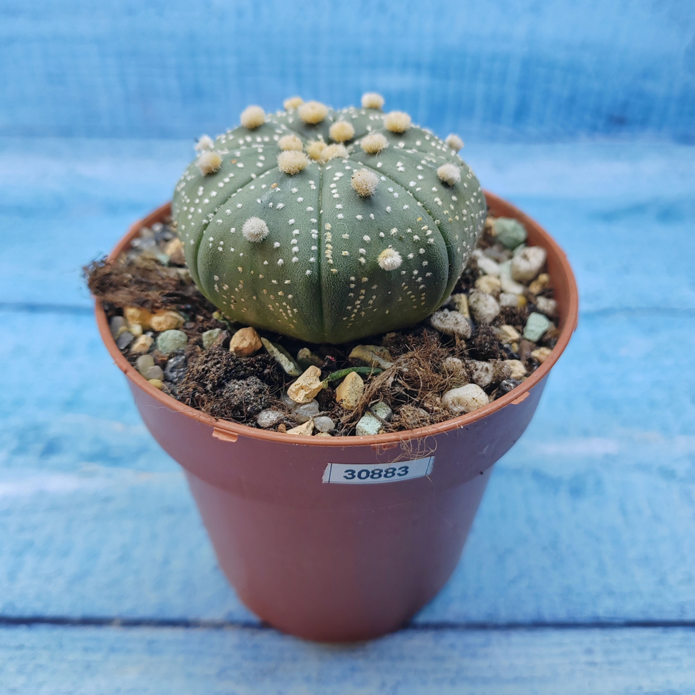 Astrophytum Asterias (Астрофитум)