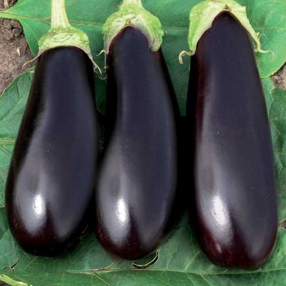 ЭПИК F1 семена баклажана (Seminis | Alexagro)