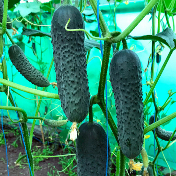 Георг F1 семена огурца (Enza Zaden / Энза Заден) – фото 2