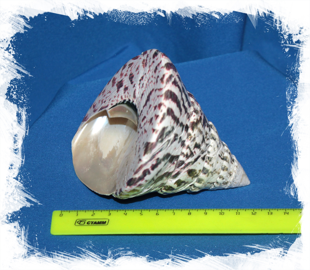 Нильский трохус 8-11 см