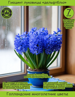 Гиацинт Луковицы цветы, Дельфт Блю, 7 шт